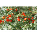 Ningxia Goji Berry (0003)